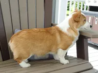 Ivy (AKC), a female Pembroke Welsh Corgi for sale in Nappanee, IN – 2 of 8