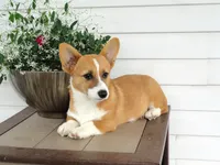 Koda (AKC), a male Pembroke Welsh Corgi for sale in Nappanee, IN – 2 of 7