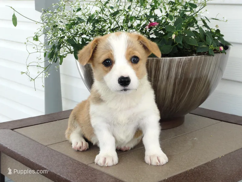 Kona (AKC) – Pembroke Welsh Corgi puppy for sale in Nappanee, IN