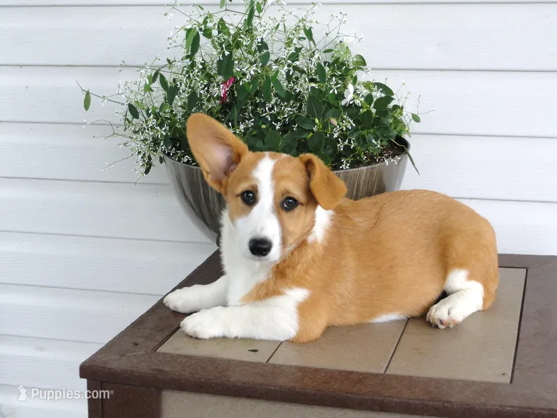 Kikki (AKC) – Pembroke Welsh Corgi puppy for sale in Nappanee, IN