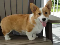Ivy (AKC), a female Pembroke Welsh Corgi for sale in Nappanee, IN – 1 of 8