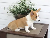 Kilo (AKC), a male Pembroke Welsh Corgi for sale in Nappanee, IN – 6 of 8