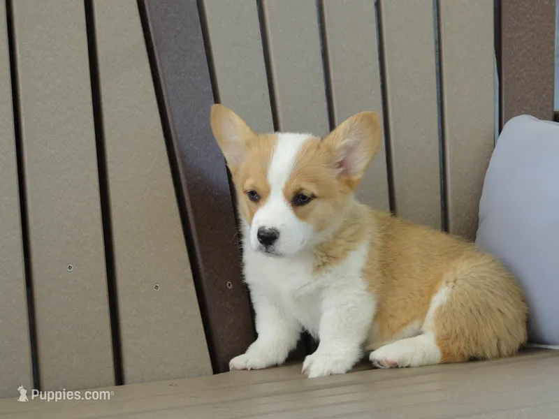 Juni – Pembroke Welsh Corgi puppy for sale in Nappanee, IN