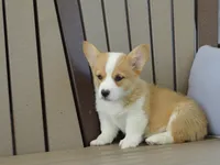 Juni, a female Pembroke Welsh Corgi for sale in Nappanee, IN – 2 of 8