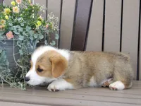 Jasper, a male Pembroke Welsh Corgi for sale in Nappanee, IN – 6 of 7