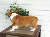 Kilo (AKC), a male Pembroke Welsh Corgi for sale in Nappanee, IN – 4 of 8