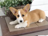 Kikki (AKC), a female Pembroke Welsh Corgi for sale in Nappanee, IN – 2 of 8