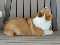 Izzy (AKC), a female Pembroke Welsh Corgi for sale in Nappanee, IN – 3 of 8