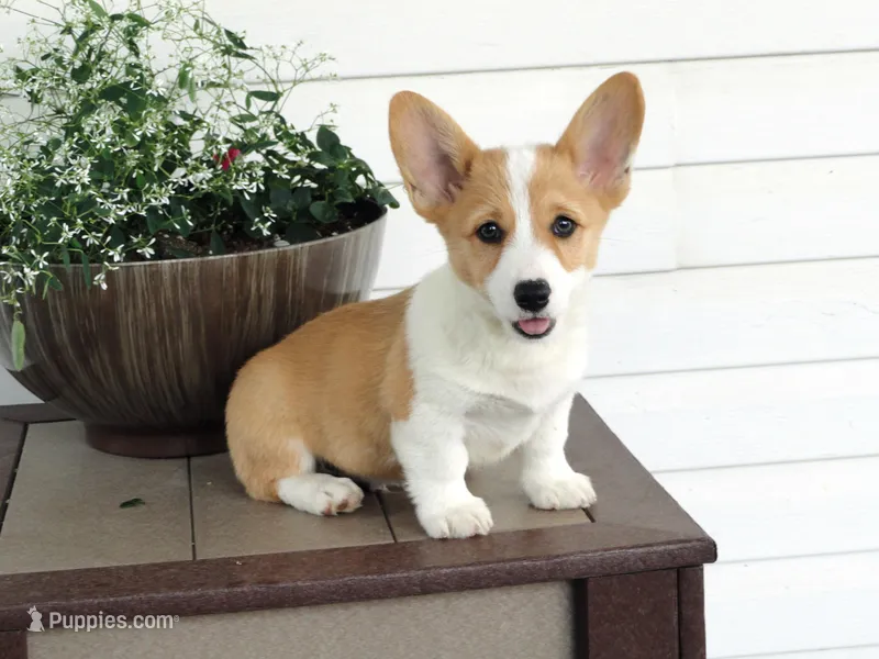 King (AKC) – Pembroke Welsh Corgi puppy for sale in Nappanee, IN