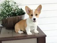 King (AKC), a male Pembroke Welsh Corgi for sale in Nappanee, IN – 1 of 8