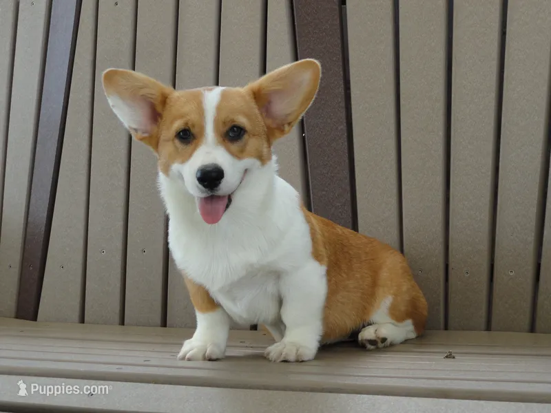 Jasmin – Pembroke Welsh Corgi puppy for sale in Nappanee, IN