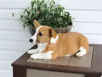 Kikki (AKC), a female Pembroke Welsh Corgi for sale in Nappanee, IN – 5 of 8