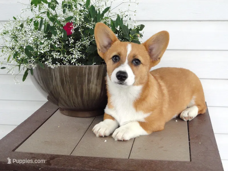 Koda (AKC) – Pembroke Welsh Corgi puppy for sale in Nappanee, IN