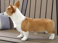 Jackie, a female Pembroke Welsh Corgi for sale in Nappanee, IN – 6 of 9