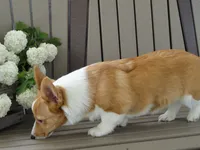 Iris (AKC), a female Pembroke Welsh Corgi for sale in Nappanee, IN – 5 of 8