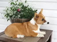 Koda (AKC), a male Pembroke Welsh Corgi for sale in Nappanee, IN – 6 of 7