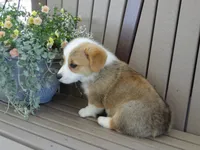 Jasper, a male Pembroke Welsh Corgi for sale in Nappanee, IN – 4 of 7