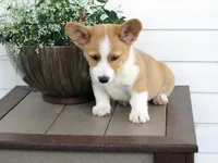Kilo (AKC), a male Pembroke Welsh Corgi for sale in Nappanee, IN – 3 of 8