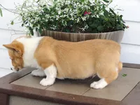 Kobe (AKC), a male Pembroke Welsh Corgi for sale in Nappanee, IN – 6 of 8