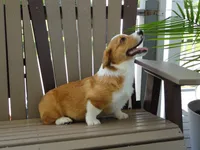 Jasper, a male Pembroke Welsh Corgi for sale in Nappanee, IN – 5 of 9
