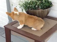 Koda (AKC), a male Pembroke Welsh Corgi for sale in Nappanee, IN – 5 of 8