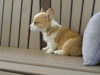 Juni, a female Pembroke Welsh Corgi for sale in Nappanee, IN – 5 of 8