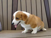 Jasper, a male Pembroke Welsh Corgi for sale in Nappanee, IN – 6 of 9