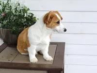 Kikki (AKC), a female Pembroke Welsh Corgi for sale in Nappanee, IN – 3 of 8
