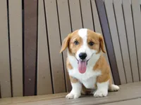 Jasper, a male Pembroke Welsh Corgi for sale in Nappanee, IN – 2 of 9