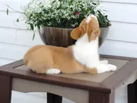 Kikki (AKC), a female Pembroke Welsh Corgi for sale in Nappanee, IN – 7 of 8