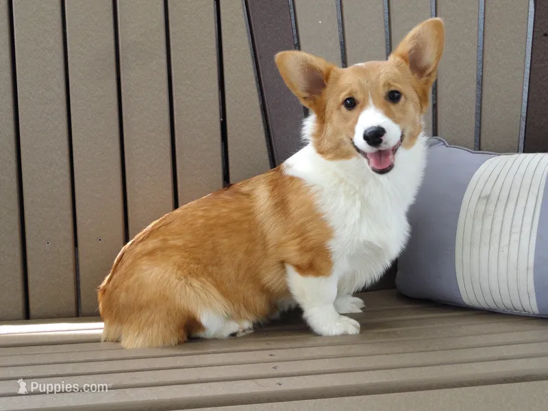 Izzy (AKC) – Pembroke Welsh Corgi puppy for sale in Nappanee, IN