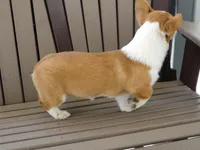 Jackie, a female Pembroke Welsh Corgi for sale in Nappanee, IN – 8 of 9
