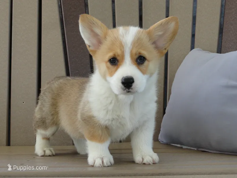 Jasmin – Pembroke Welsh Corgi puppy for sale in Nappanee, IN