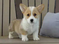 Jasmin, a female Pembroke Welsh Corgi for sale in Nappanee, IN – 1 of 6
