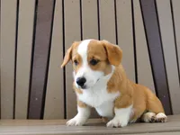 Jasper, a male Pembroke Welsh Corgi for sale in Nappanee, IN – 3 of 9