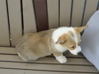 Jasmin, a female Pembroke Welsh Corgi for sale in Nappanee, IN – 3 of 6