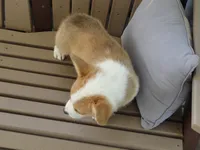Juni, a female Pembroke Welsh Corgi for sale in Nappanee, IN – 4 of 8