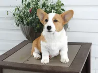 Kona (AKC), a female Pembroke Welsh Corgi for sale in Nappanee, IN – 2 of 8
