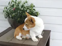 Kona (AKC), a female Pembroke Welsh Corgi for sale in Nappanee, IN – 5 of 8