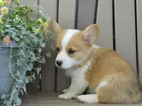 Juni, a female Pembroke Welsh Corgi for sale in Nappanee, IN – 6 of 8