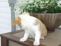 Kona (AKC), a female Pembroke Welsh Corgi for sale in Nappanee, IN – 2 of 7