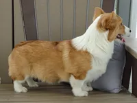 Izzy (AKC), a female Pembroke Welsh Corgi for sale in Nappanee, IN – 2 of 8