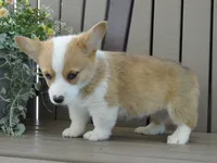 Juni, a female Pembroke Welsh Corgi for sale in Nappanee, IN – 8 of 8