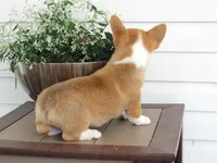 Koda (AKC), a male Pembroke Welsh Corgi for sale in Nappanee, IN – 4 of 8