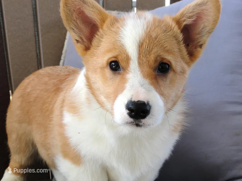 Hazel, a female Pembroke Welsh Corgi for sale in Nappanee, IN – Photo 1 of 7