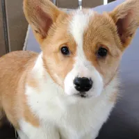 Hazel AKC, a female Pembroke Welsh Corgi for sale in Nappanee, IN – Photo 3 of 7