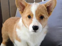 Hazel, a female Pembroke Welsh Corgi for sale in Nappanee, IN – Photo 1 of 7