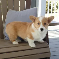 Hazel AKC, a female Pembroke Welsh Corgi for sale in Nappanee, IN – Photo 1 of 7