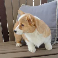 Hazel AKC, a female Pembroke Welsh Corgi for sale in Nappanee, IN – Photo 4 of 7