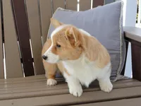 Hazel, a female Pembroke Welsh Corgi for sale in Nappanee, IN – Photo 3 of 7
